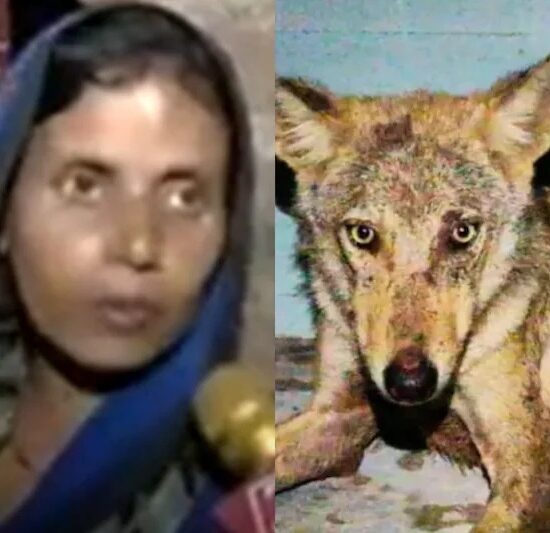 Wolves की दहशत बहराइच में