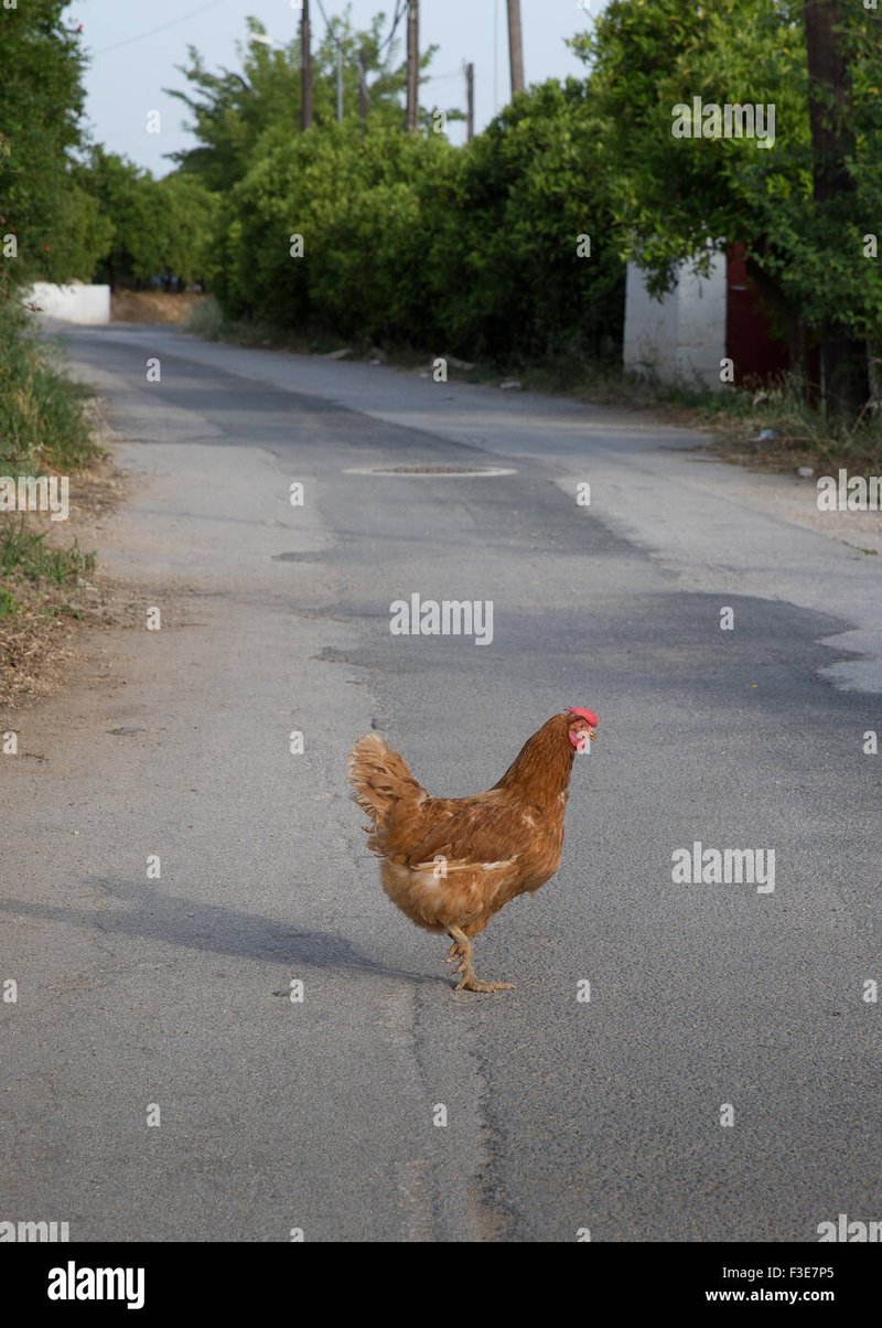 Introduction to chicken road inout